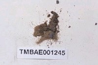 藏品(日本紐苔)的圖片